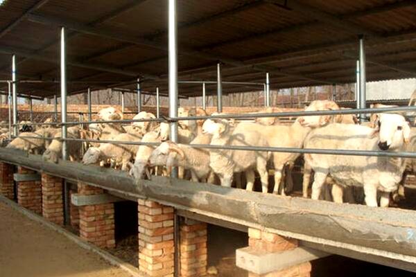 养殖场通风降温 养殖场通风降温